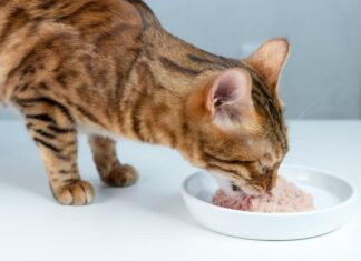 Ideal Wet Food Portions for Your Cat: A Complete Guide