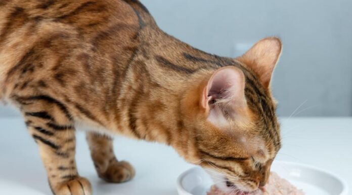 Ideal Wet Food Portions for Your Cat: A Complete Guide
