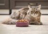 Is Dog Food Safe for Cats? Discover the Truth Here!