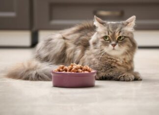 Is Dog Food Safe for Cats? Discover the Truth Here!