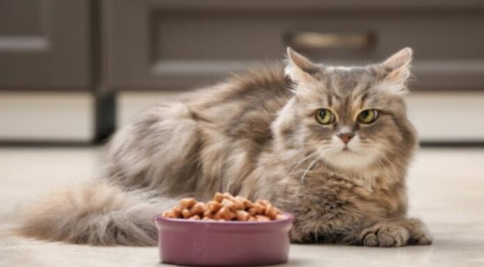 Is Dog Food Safe for Cats? Discover the Truth Here!