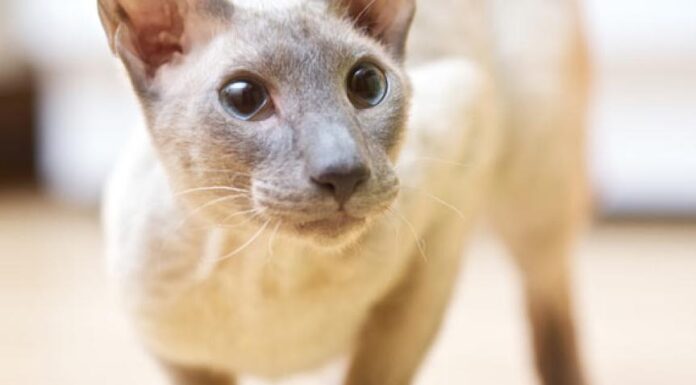 4 Ways Life Stage Diets Boost Your Cat’s Health