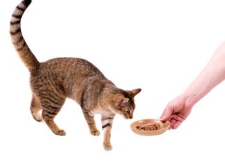 Delicious & Nutritious: 6 Healthy Treats Your Cat Will Love