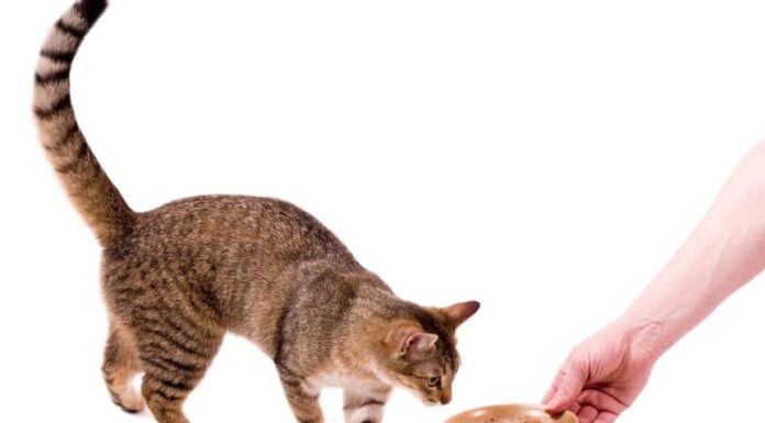 Delicious & Nutritious: 6 Healthy Treats Your Cat Will Love