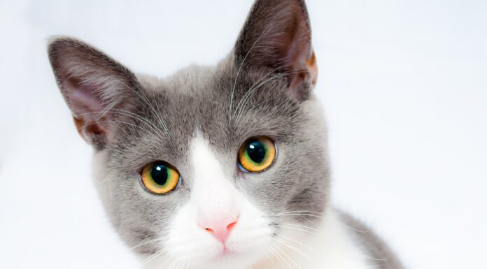 Calorie Costs of Cats: A Healthy Guide for Your Kitty