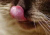 Understanding Your Cat’s Love: Why They Lick You