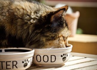 Validate Your Cat Nutrition Knowledge: Kidney Disease Quiz