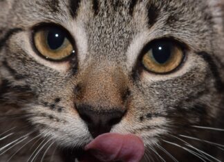 Perfecting Your Pet’s Food Temperature: Tips for Ideal Serving