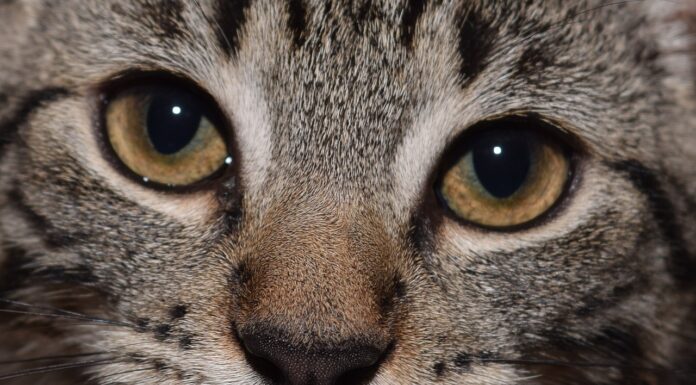 Perfecting Your Pet’s Food Temperature: Tips for Ideal Serving