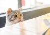 Discover the Benefits of Homemade Cat Food for Your Feline Friend