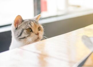 Discover the Benefits of Homemade Cat Food for Your Feline Friend