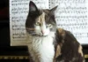 Do Cats Enjoy Classical Music or Prefer Something Else?