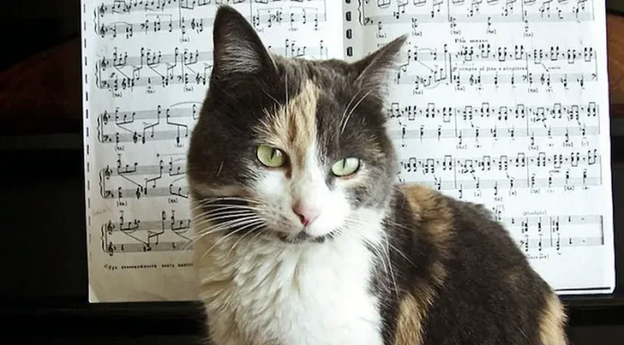 Do Cats Enjoy Classical Music or Prefer Something Else?