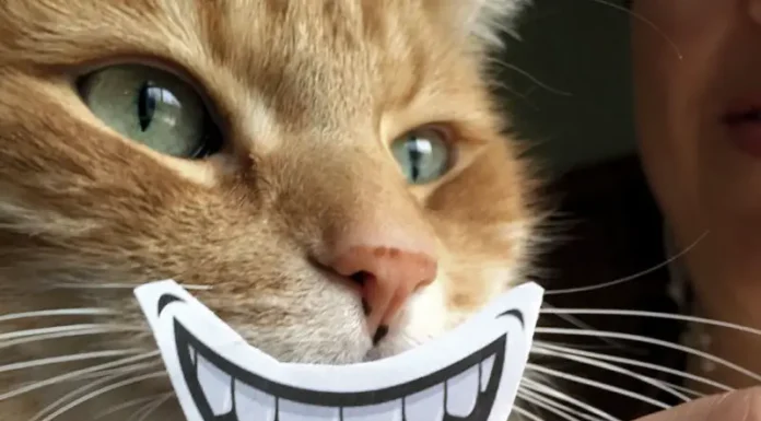 Understanding Cat Behavior Through Engaging Animations