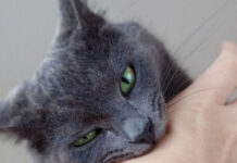 How to Effectively Treat and Prevent Cat Bites