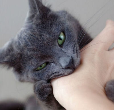 How to Effectively Treat and Prevent Cat Bites