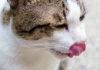 Why Does Your Cat Vomit Often? Understanding the Causes
