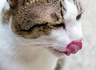 Why Does Your Cat Vomit Often? Understanding the Causes