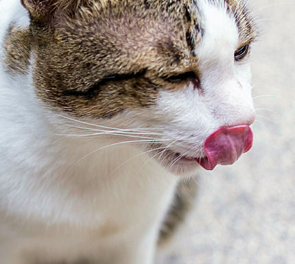 Why Does Your Cat Vomit Often? Understanding the Causes