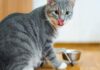 Top Cat Feeding Methods: Find the Best Fit for Your Feline