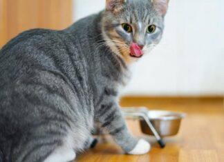 Top Cat Feeding Methods: Find the Best Fit for Your Feline