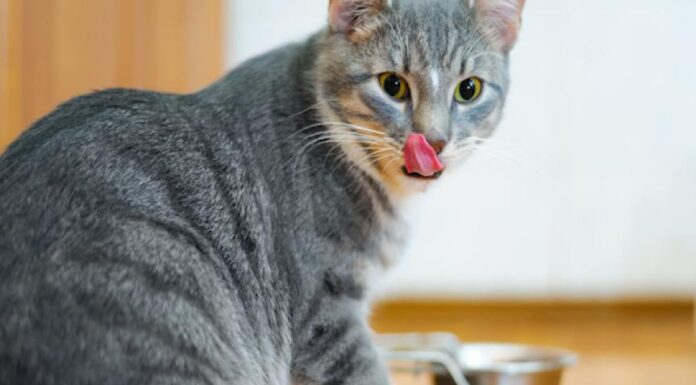 Top Cat Feeding Methods: Find the Best Fit for Your Feline