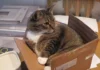 The Fascinating Reason Cats Are Drawn to Cardboard Boxes