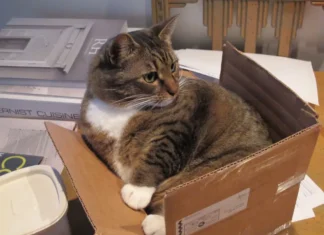 The Fascinating Reason Cats Are Drawn to Cardboard Boxes