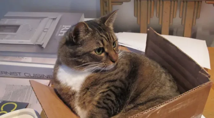 The Fascinating Reason Cats Are Drawn to Cardboard Boxes