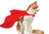 Uncover Your Cat’s Hidden Talent as a Super Mouser!