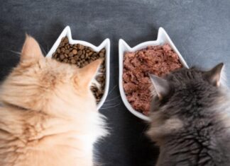 Wet Cat Food vs Dry Cat Food: Discover the Best Choice for Your Cat