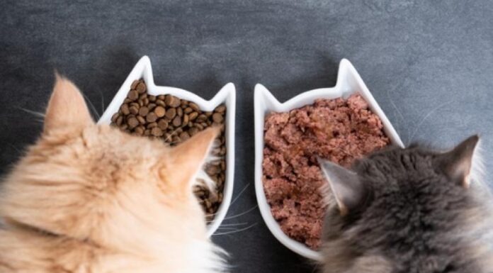 Wet Cat Food vs Dry Cat Food: Discover the Best Choice for Your Cat