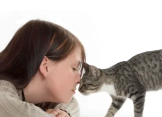Essential Tips for Understanding Your Cat Better