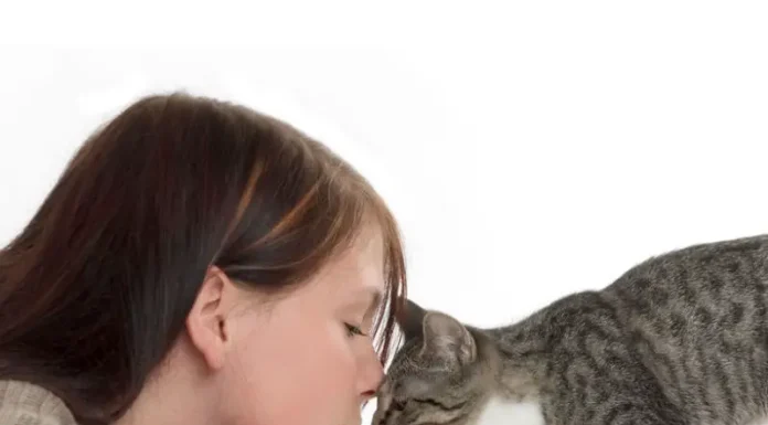 Essential Tips for Understanding Your Cat Better