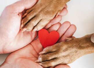Paws Of Love: 7 Ways To Celebrate Valentine’s Day With Shelter Dogs