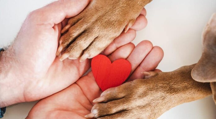 Paws Of Love: 7 Ways To Celebrate Valentine’s Day With Shelter Dogs