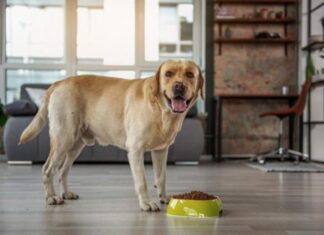 Discover the Benefits of Organic Dog Food for Your Pet