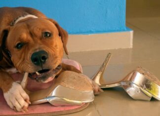 How To Stop Your Dog From Chewing Everything in Sight