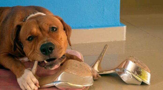 How To Stop Your Dog From Chewing Everything in Sight