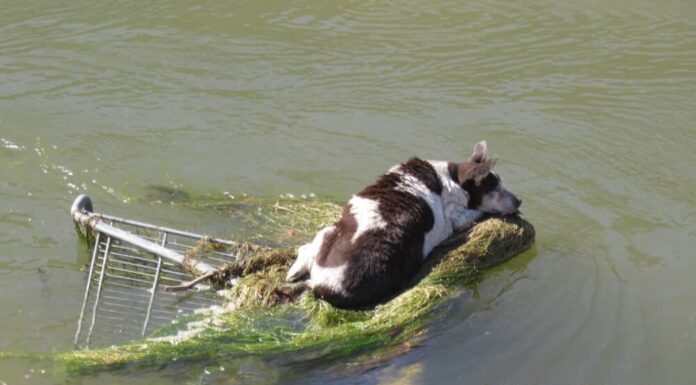 From Being Stranded In Canal To Getting The Best Life, Senior Dog’s Life Takes A 180 Degree Turn