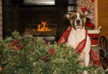 How to Dog-Proof the Christmas Tree