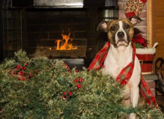 How to Dog-Proof the Christmas Tree