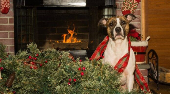 How to Dog-Proof the Christmas Tree
