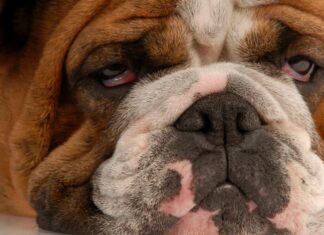 Welfare Experts Reveal 10 Dog Features Pet Owners Should Avoid