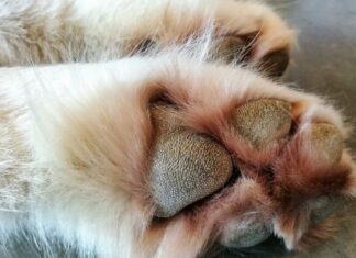 A Beginners Guide To Dog Paw Hyperkeratosis