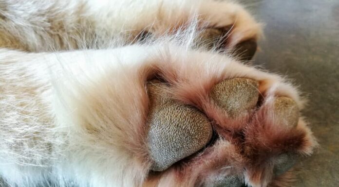 A Beginners Guide To Dog Paw Hyperkeratosis