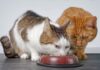 Ultimate Guide to Changing Your Cat’s Food Safely