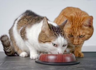Ultimate Guide to Changing Your Cat’s Food Safely