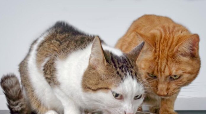 Ultimate Guide to Changing Your Cat’s Food Safely