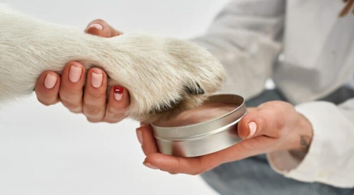 The 5 Best Dog Paw Balms For Your Furry Friend